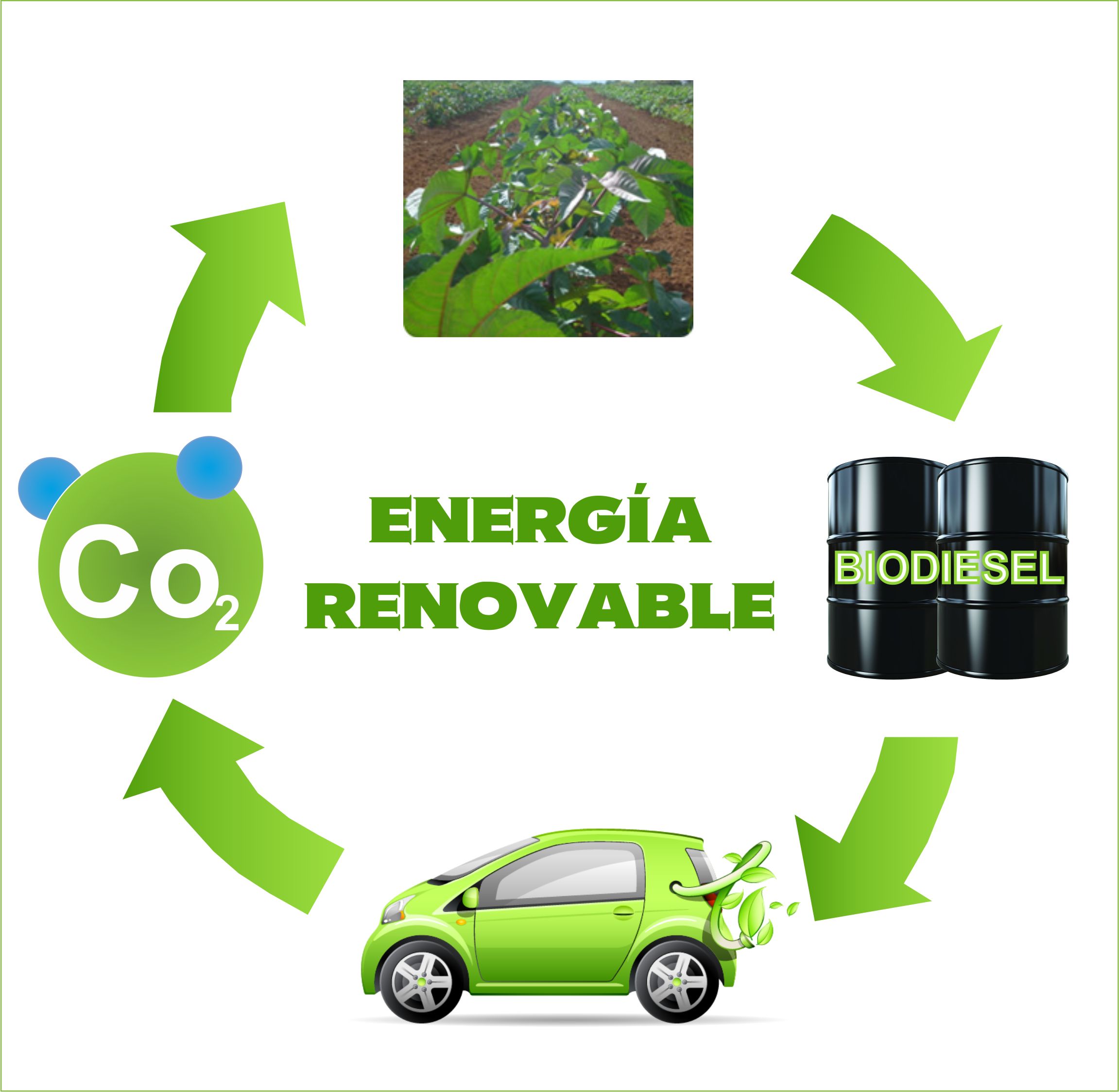 Biodiesel-25